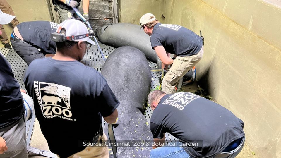 SeaWorld officials said the Columbus Zoo and Aquarium, Cincinnati Zoo & Botanical Garden, ZooTampa at Lowry Park and SeaWorld Orlando have partnered for several years to rehabilitate the eight orphaned manatees.