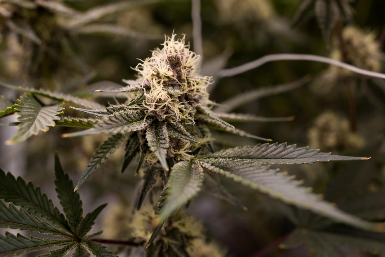 Trop Cherry plants are moved to a flower room and begin their flowering cycle, lasting 60 days. Here, plants finish their vertical growth and grow flower buds at the Green Paradise cannabis grow facility in Sunland Park, NM, on Wednesday, Jan. 31, 2024.