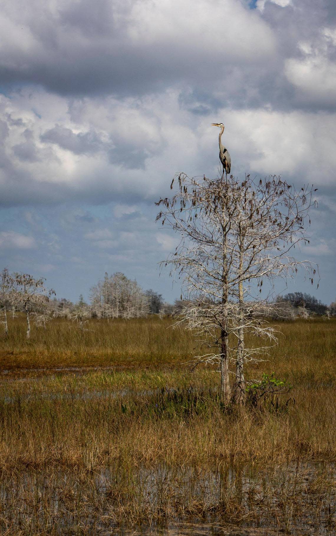 A great blue heron perches atop a cypress tree in the Florida Everglades.