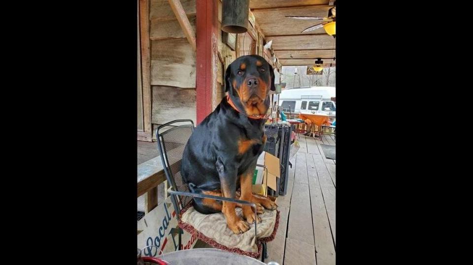 Rocky was fatally shot while snoozing on the porch of Betsey’s ​Ole Country Store & Cabin Rental on N.C. 90 in the Caldwell County community of Collettsville on Sunday, the sheriff’s office posted on Facebook..