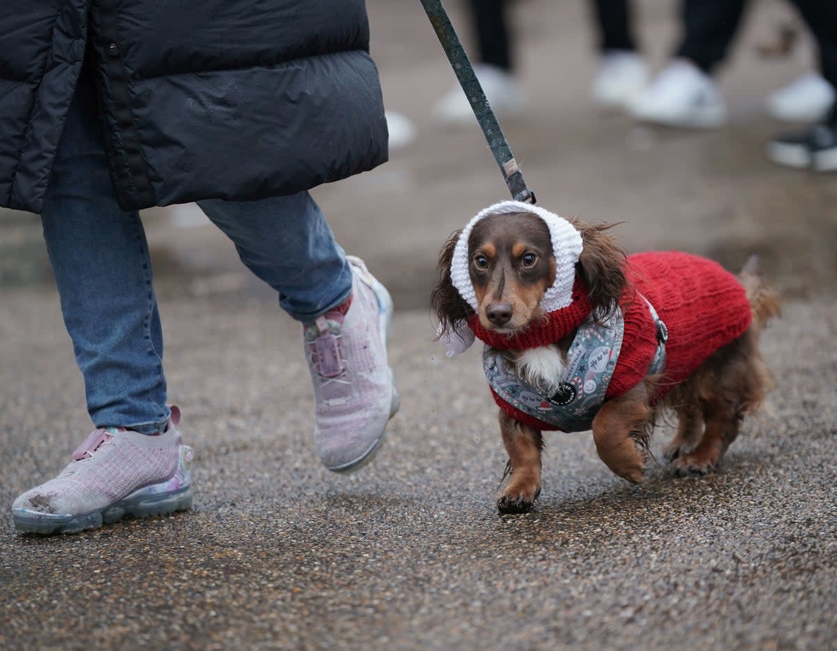 Sausage dogs could soon be banned in Germany (PA)