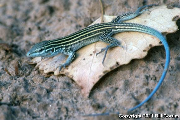 New Mexico Whiptail | Photo by Bill Gorum
