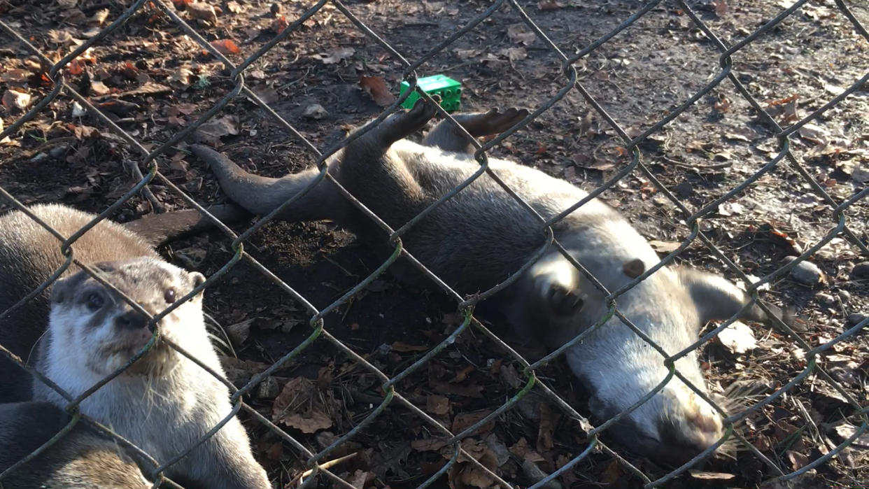 An otter lying on its back while juggling a stone