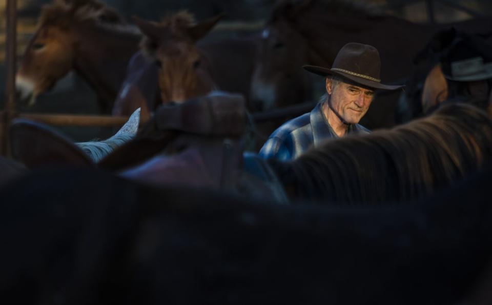 Los Angeles Times reporter Doug Smith standing among animals