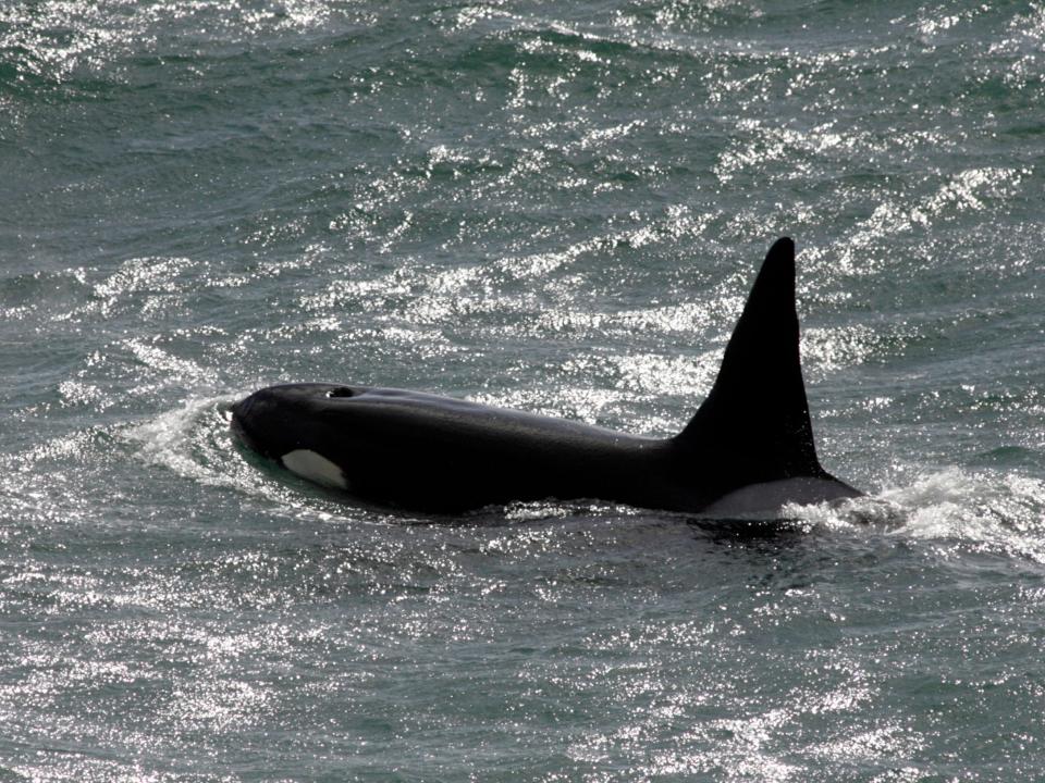 An orca swimming.