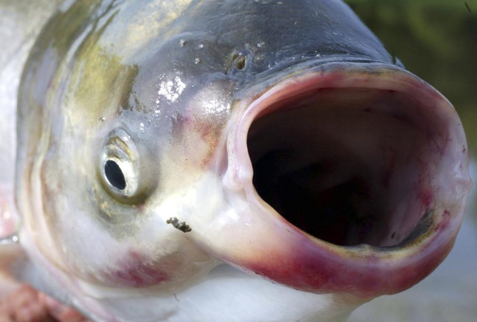 A silver carp captured on the Illinois River in central Illinois.