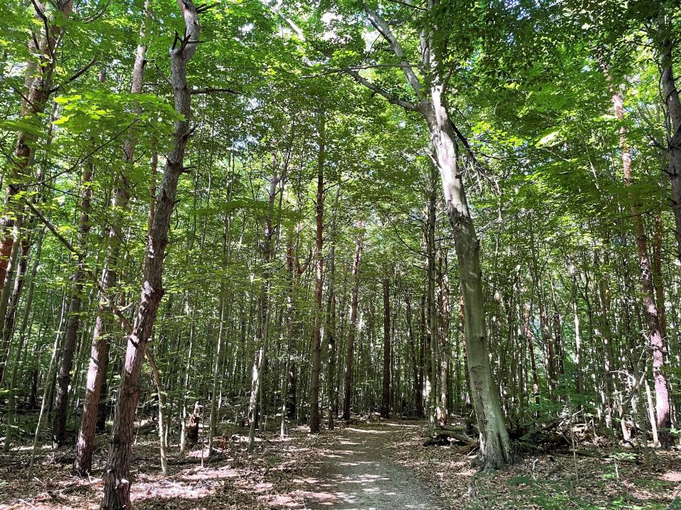 A trail winds through Wolters Woods Park in Laketown Township. The park was dedicated 30 years ago as a way to maintain nature in the fast-growing township.