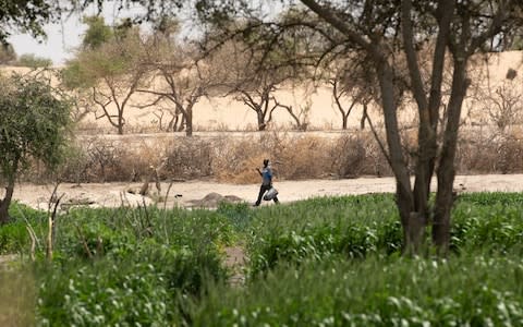 Villagers plant seeds of acacia, desert date, guava, citron and mango trees - Credit: Simon Townsley/The Telegraph