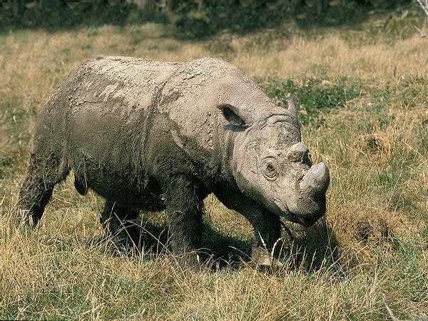 Sumatran Rhinoceros