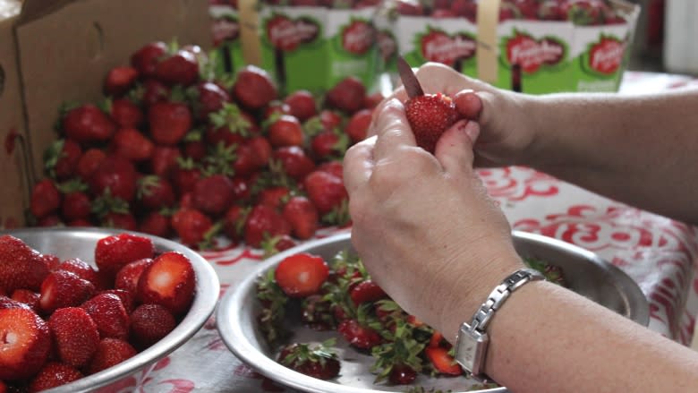 Quebec strawberry farm tasting sweet success despite minimum wage hike