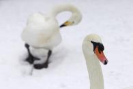 Swans are pictured in their snow-covered enclosure during winter in Jerusalem's Biblical Zoo December 12, 2013. REUTERS/Baz Ratner (JERUSALEM - Tags: ANIMALS ENVIRONMENT)