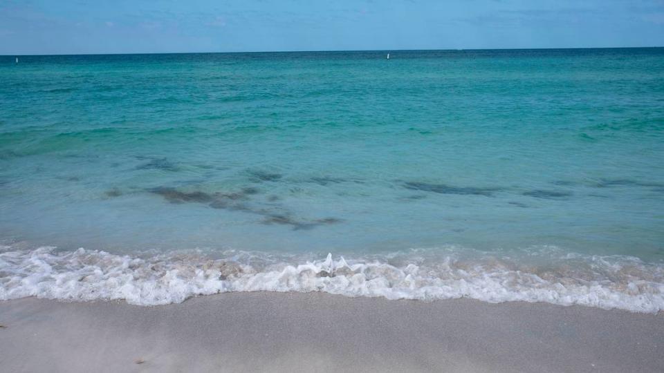 Large brown mats of decaying algae were present along the shores of coastal Manatee County and Anna Maria Island this week. Some algae floats near the coast on Wednesday, April 24.