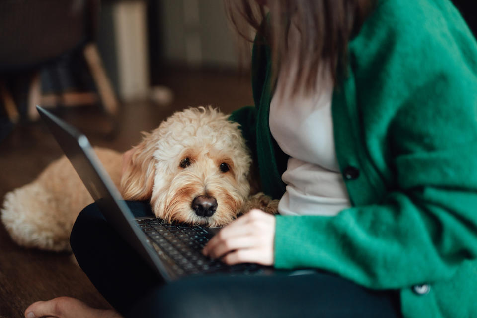 a dog laying on the laptop