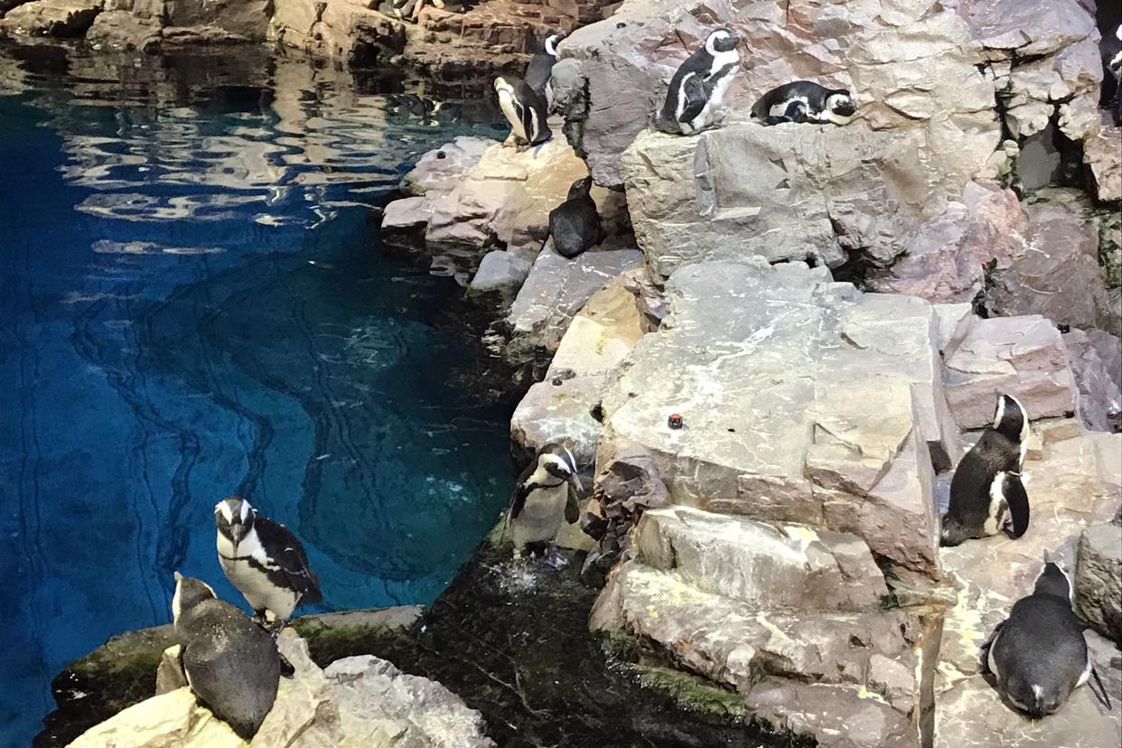 African penguin exhibit at New England Aquarium in Boston