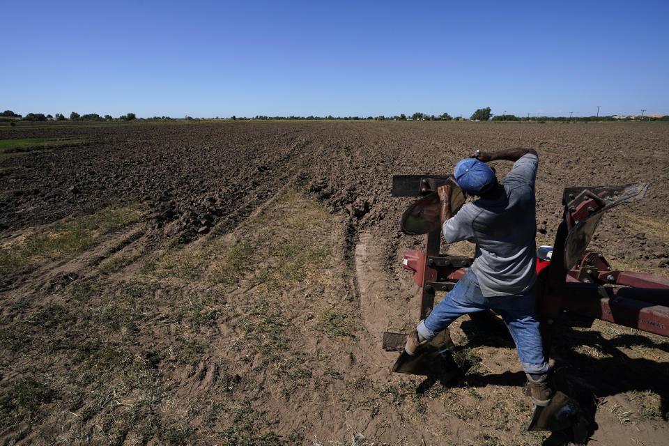 Jose Garcia works to remove a broken blade on a plow on a farm irrigated with water from the Colorado River, Sunday, Aug. 14, 2022, near Los Algodones, Mexico. Steep water cuts to U.S. states using Colorado River water are looming, which means that Mexico could face more cuts, too. (AP Photo/Gregory Bull)