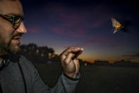 In this undated image provided by the Max Planck Institute of Animal Behavior, after tagging, moths are released in Konstanz, Germany, and followed in a light aircraft for up to 80 kilometers into the Alps. Scientists in Germany attached tiny trackers to giant moths looking for clues about insect migration. (Christian Ziegler/Max Planck Institute of Animal Behavior via AP)