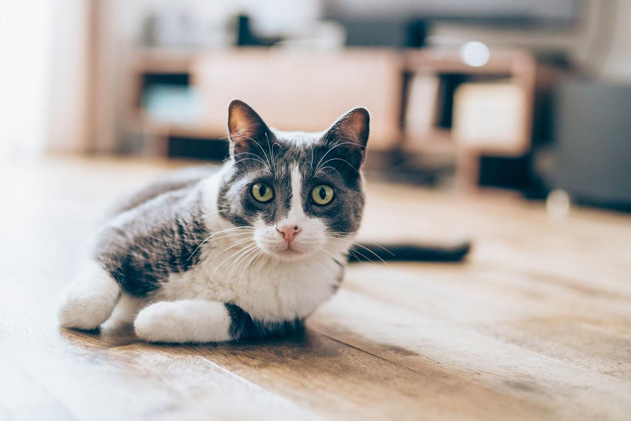 cute cat lying on the floor in living room