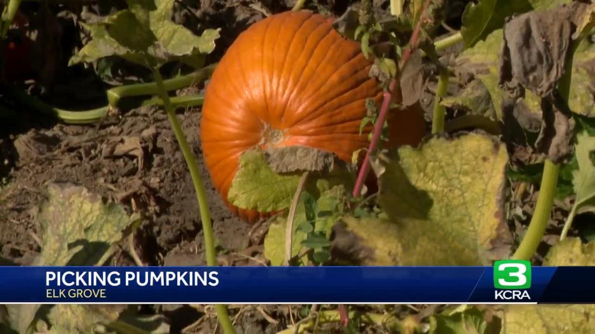 RUMBLE IN DA PUMPKIN PATCH