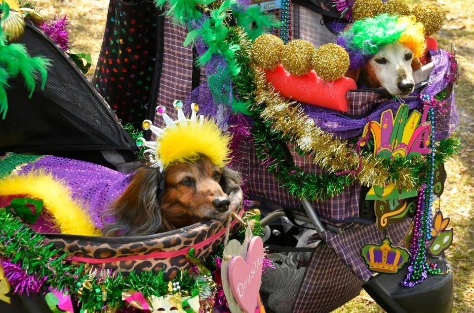 Mardi Gras: Paws in the Park returns to Cocoa Village on Sunday, Feb. 25 with a pet costume parade.