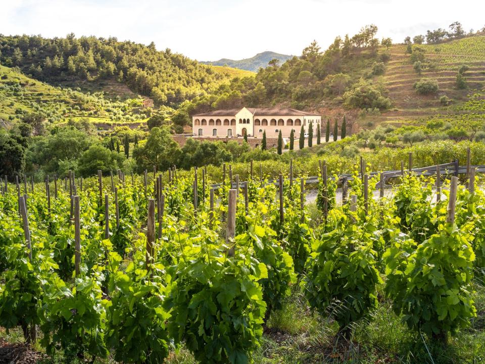 wide shot of a vineyard in Priorat, Catalonia, Spain