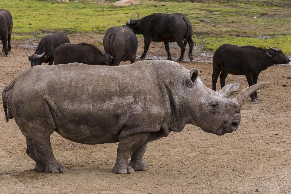 Nola, a critically endangered 40-year-old female northern white rhino, is shown at the San Diego Zoo Safari Park in Escondido, California in this January 8, 2015 handout photo released to Reuters May 12, 2015. One of just five left on Earth, Nola is undergoing treatment at the San Diego Zoo Safari Park for what veterinarians believe is an abscess under its skin, a park spokeswoman said on Tuesday. REUTERS/Ken Bohn/Copyright San Diego Zoo Safari Park/Handout ATTENTION EDITORS - FOR EDITORIAL USE ONLY. NOT FOR SALE FOR MARKETING OR ADVERTISING CAMPAIGNS. THIS PICTURE WAS PROVIDED BY A THIRD PARTY. REUTERS IS UNABLE TO INDEPENDENTLY VERIFY THE AUTHENTICITY, CONTENT, LOCATION OR DATE OF THIS IMAGE. FOR EDITORIAL USE ONLY. NOT FOR SALE FOR MARKETING OR ADVERTISING CAMPAIGNS. NO SALES. NO ARCHIVES.