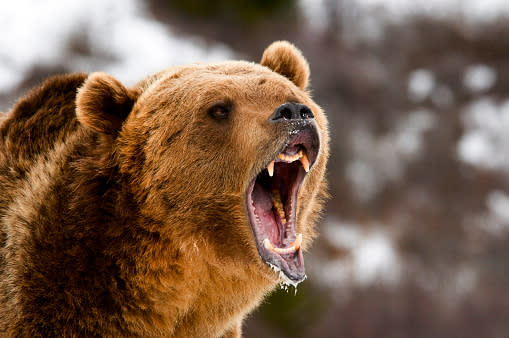 美國一名女子露營時遭野熊攻擊慘死。（示意圖／pixabay）