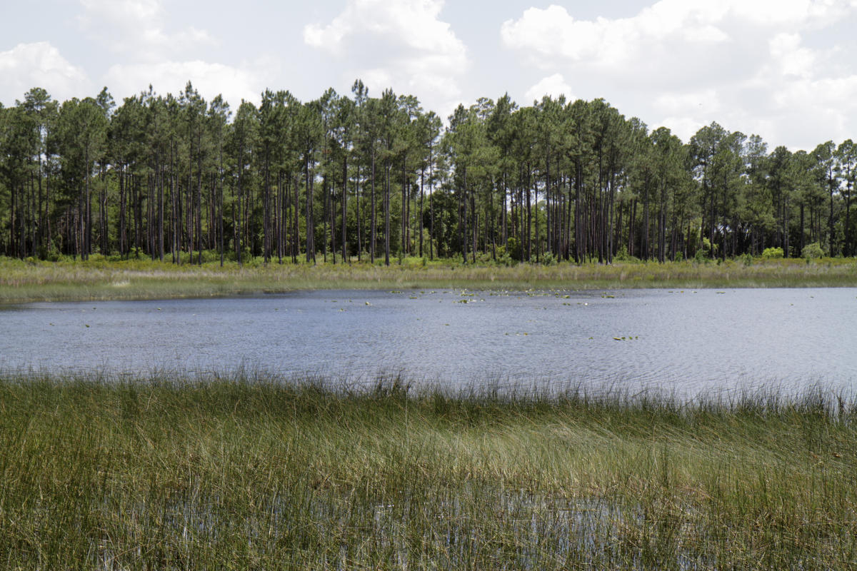 You can get a Christmas tree for $10 in Florida, but under this condition