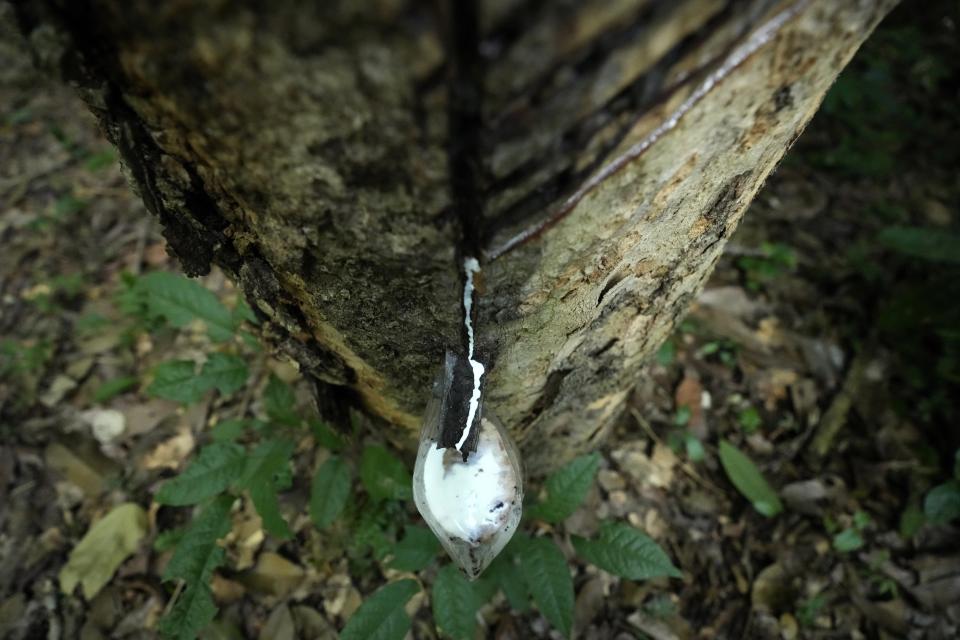 Latex dribbles down a rubber tree in the Chico Mendes Extractive Reserve, in Xapuri, Acre state, Brazil, Tuesday, Dec. 6, 2022. Classic rubber tapping is done by slicing grooves into the bark of rubber trees and collecting the latex that oozes out. AP Photo/Eraldo Peres)