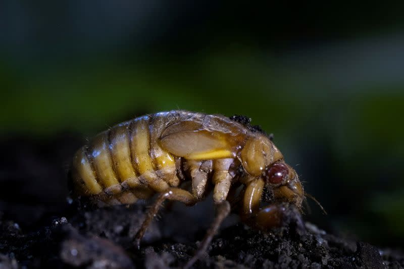 FILE PHOTO: A nymph stage Brood X cicada is seen on display for a photo illustration near a tree in Rock Creek park in Washington, D.C.