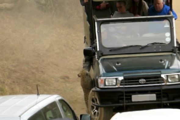 British safari guide attacked by leopard in car full of tourists