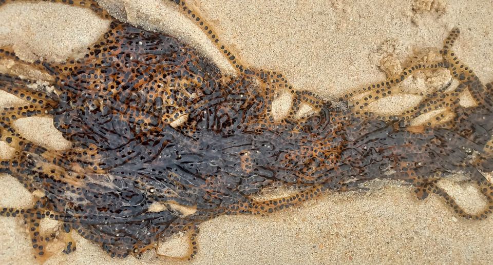 Stings of cane toad eggs lie on the sand at Castaway Beach in Noosa, Queensland. 