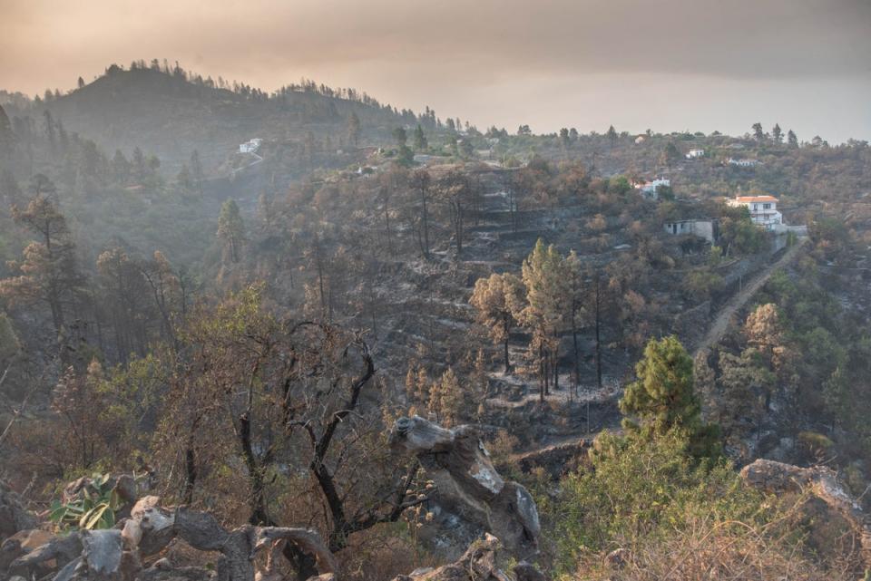 An area burned down by a wildfire that started on July 15 on the Canary Island of La Palma (AFP via Getty Images)