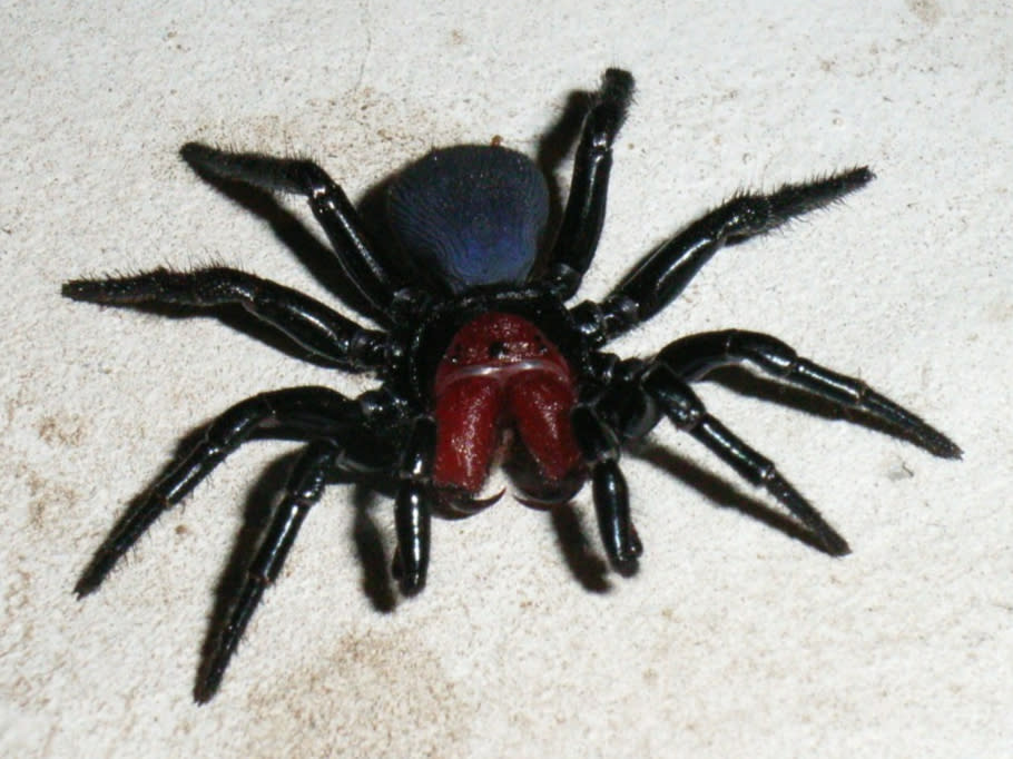 Mouse spiders have long fangs and their bites can cause illnessWikimedia Commons