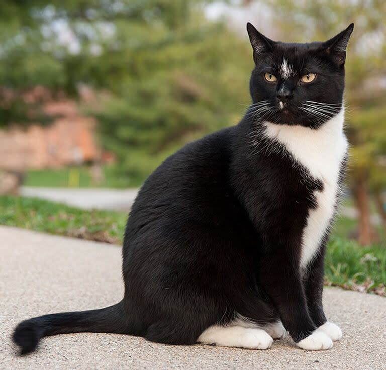 Los mamíferos como los gatos y los perros pueden tener panzas blancas