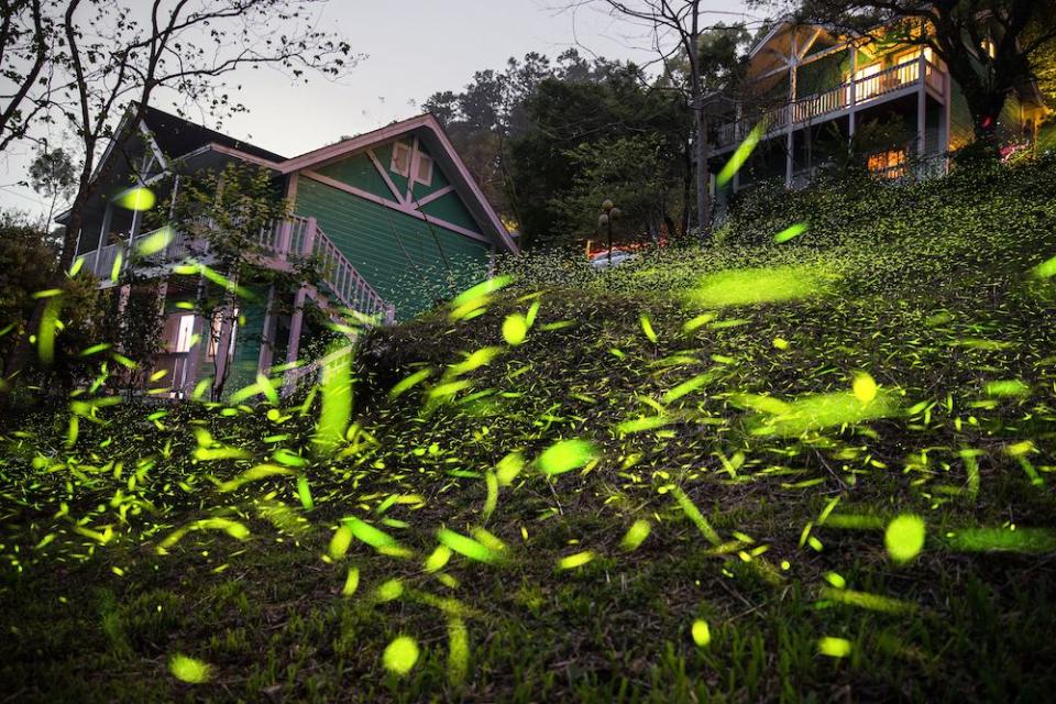 瑞里螢火蟲（圖片來源：嘉義縣政府）