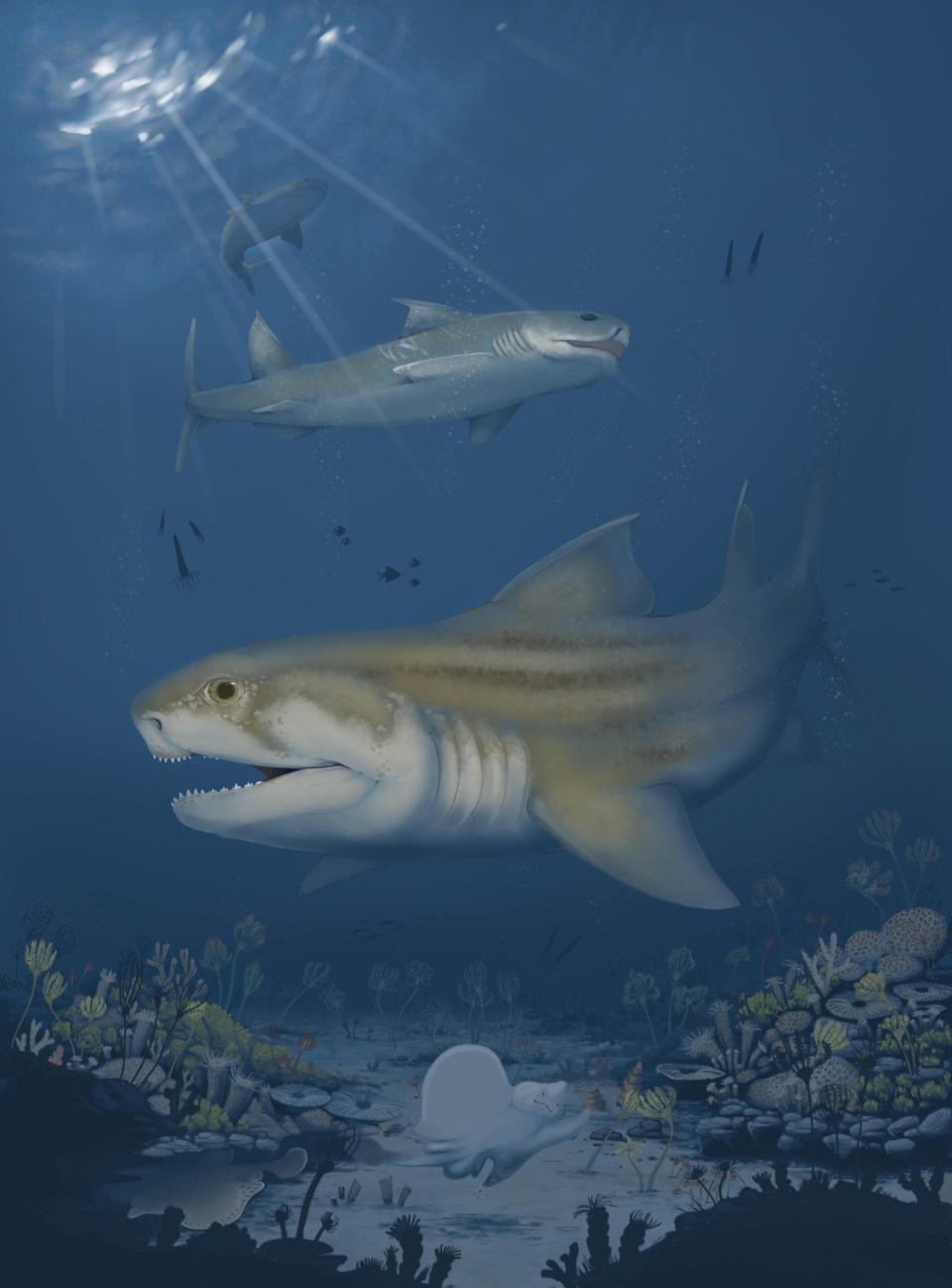 A reconstruction of the new Middle to Late Mississippian ctenacanth sharks from Mammoth Cave National Park and northern Alabama. Glikmanius careforum is seen swimming in the foreground with two Troglocladodus trimblei swimming above. 