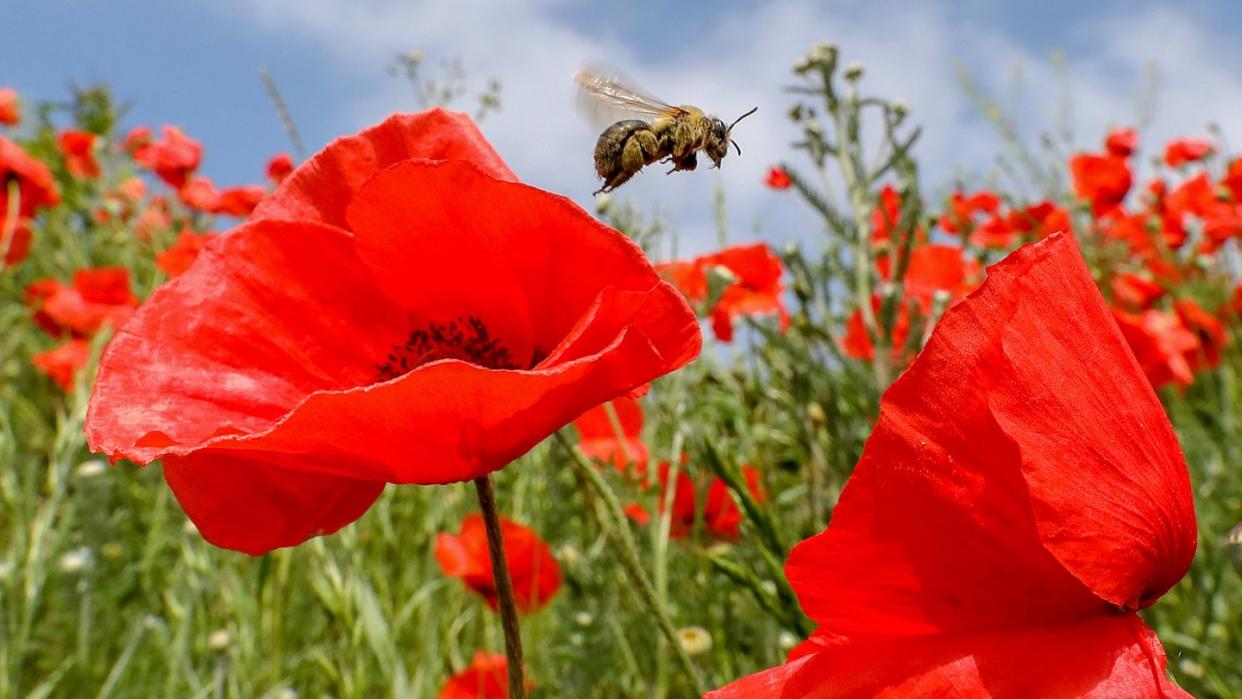 Eine Biene fliegt zwischen blühendem Klatschmohn. Foto: Thomas Warnack