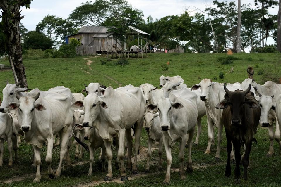 Cattle, owned by Luzineide Marques da Silva, a third-generation rubber tapper, roam in the Chico Mendes Extractive Reserve, in Xapuri, Acre state, Brazil, Tuesday, Dec. 6, 2022. Cattle is allowed only on small scale. One of her daughters wants to follow in her footsteps and make a living from the family fields, rubber trees and Brazil nuts, the other two want to cut down the forest, plant grass and run cattle. (AP Photo/Eraldo Peres)