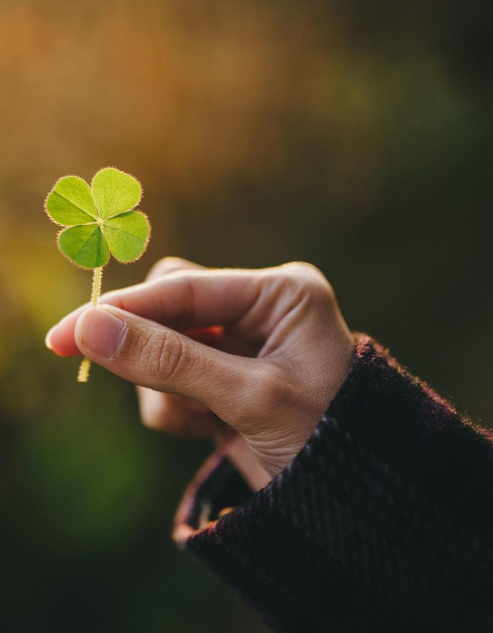 hand holding a four leaf clover