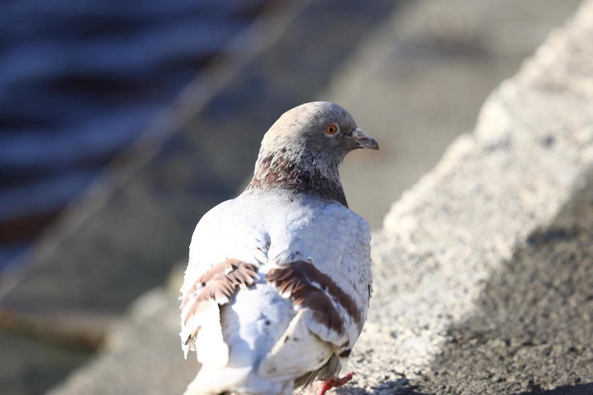 A pigeon by John Rees (File picture)