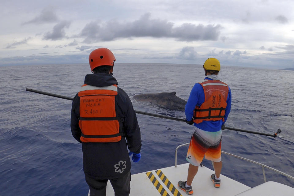 In this photo released by NOAA's Marine Mammal Health and Stranding Response Program, trained responders aboard the research and response vessel, Aloha Kai, watch over an entangled whale off the Hawaiian island of Maui, on March 9, 2021. A young humpback whale has been freed of about 100 feet of line entangled in its mouth and flipper. The National Oceanic and Atmospheric Administrations's Hawaiian Islands Humpback Whale National Marine Sanctuary coordinated the effort in partnership with local businesses and organizations, the Honolulu Star-Advertiser reported Wednesday, March 10, 2021. (NOAA MMHSRP permit #18786-05 via AP)