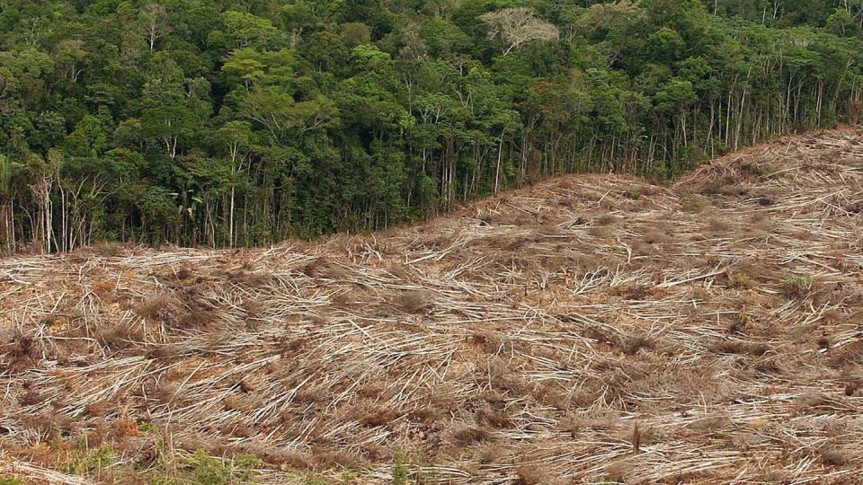 Zwischen August 2018 und Juli 2019 sind laut Nichtregierungsorganisation Imazon 5054 Quadratkilometer Regenwald in Brasilien gerodet worden. Foto: Marcelo Sayao/EFE