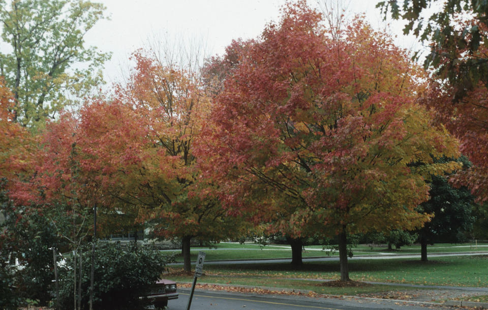 This image provided by Bugwood.org shows a street lined with sugar maple trees (Acer saccharum), the state trees of West Virginia. (John Ruter/University of Georgia/Bugwood.org via AP)