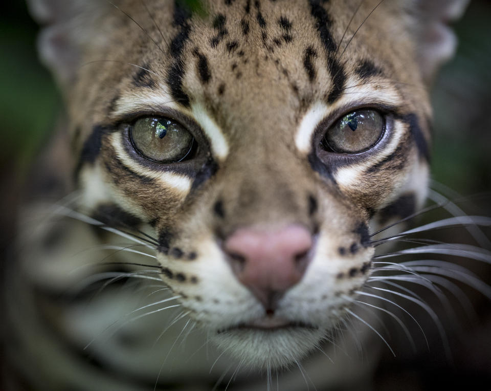 An ocelot stares into the lens of a camera in 'Wildcat'