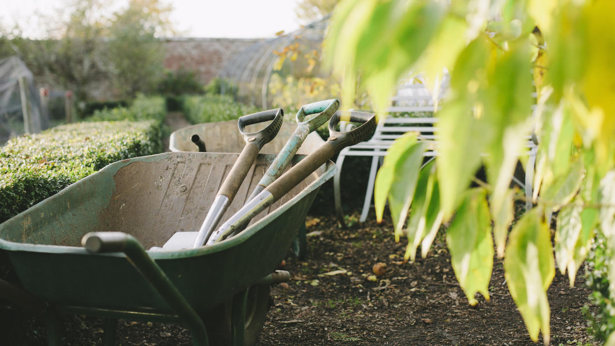  Gardening tools in a wheelbarrow in a garden with low hedges on left and blurry out of focus leaves in right hand front aspect. 