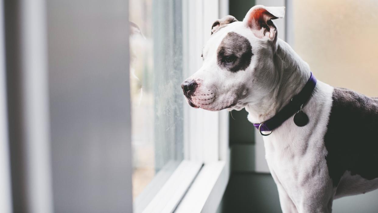  PitBull looking out the window. 