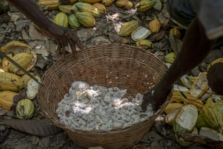 Higher production costs and the Ghanaian currency's fall have hurt cocoa farmers (CRISTINA ALDEHUELA)