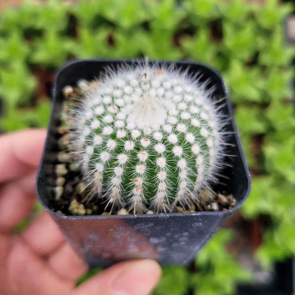 5) Silver Ball Cactus