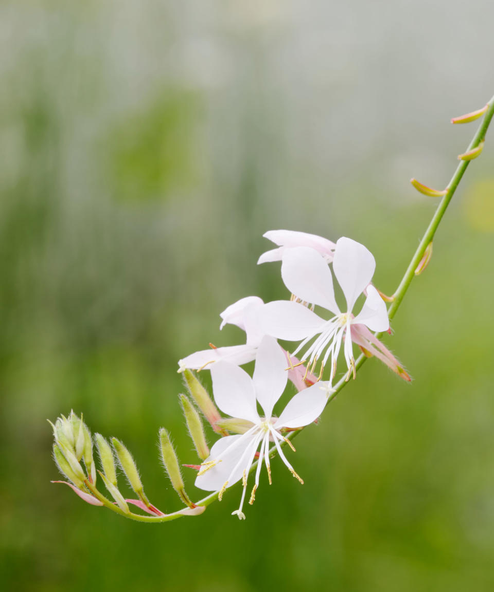 6. Gaura lindheimeri 'The Bride'