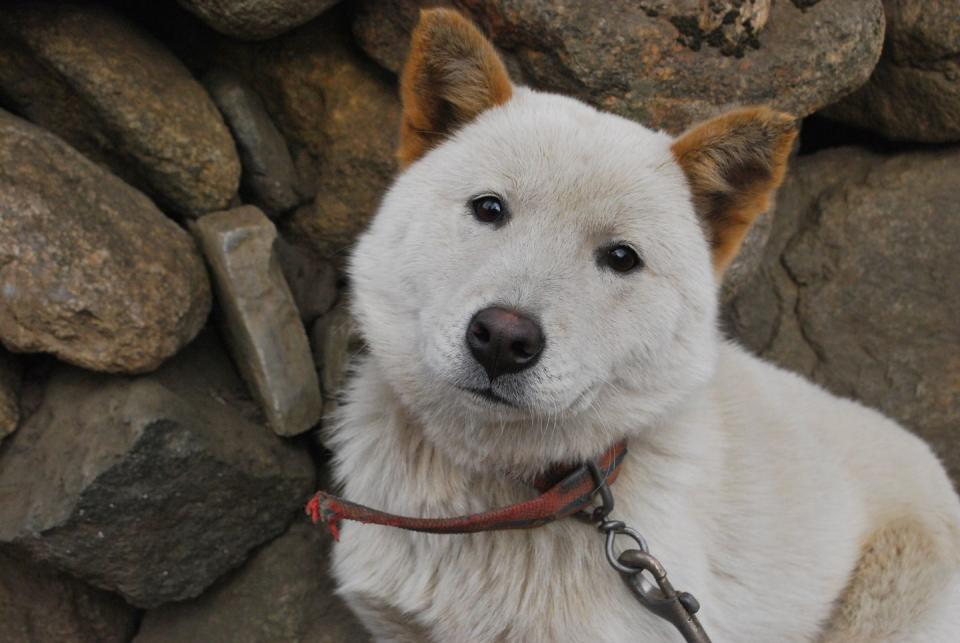 Korean Jindo